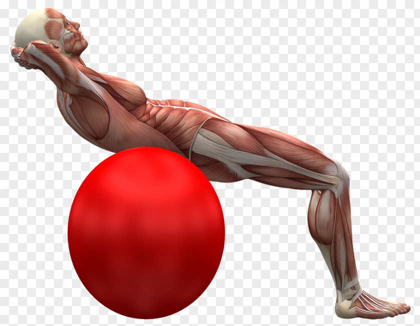 Exercise Back Pain Human Muscle Balls Skeleton PNG