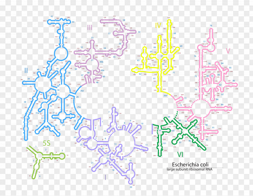 Map Tree Line Point PNG