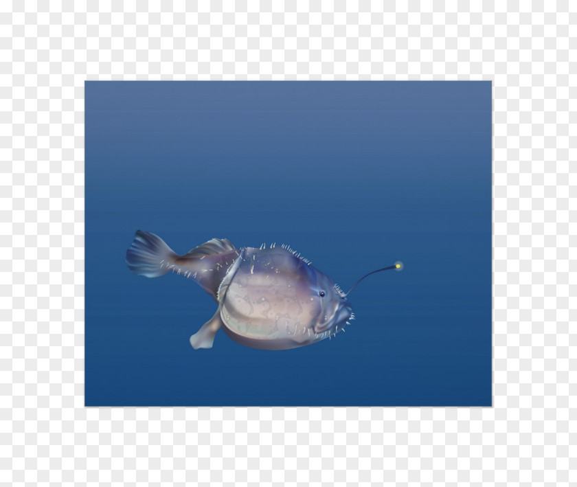 Marine Biology Clownfish Mammal Ocean PNG