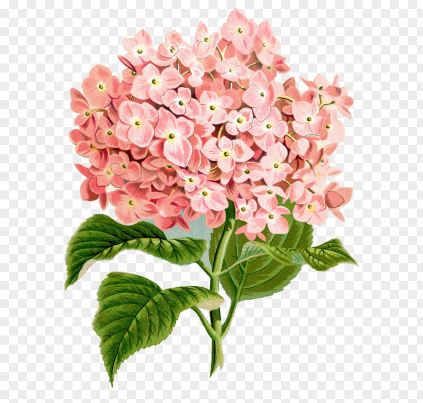 Painting Botanical Illustration Watercolor French Hydrangea PNG
