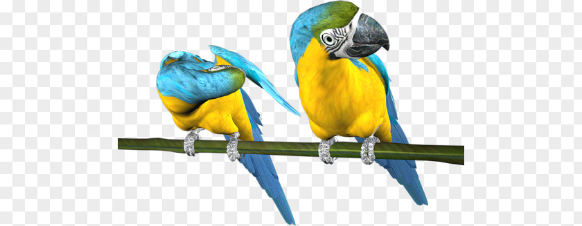 Parrot Budgerigar Bird Parakeet Macaw PNG