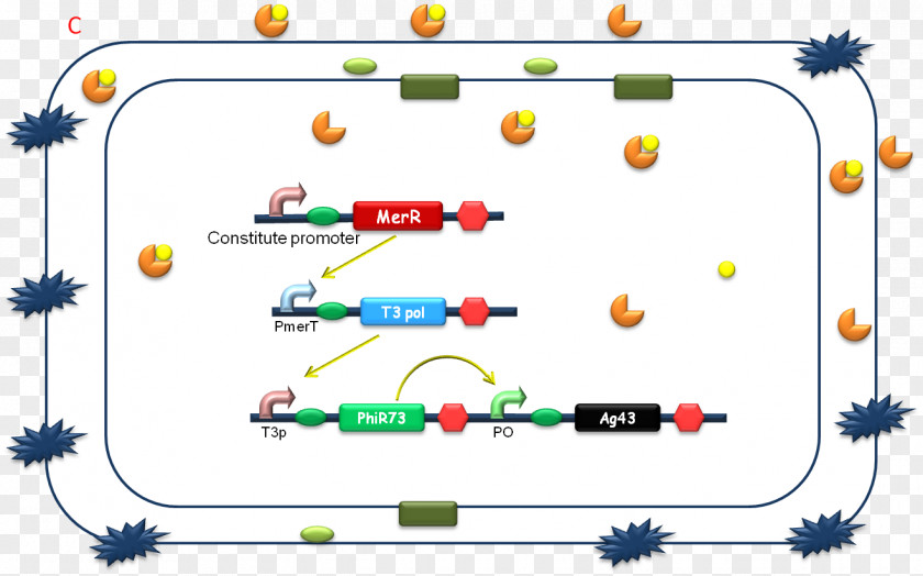 Peking International Genetically Engineered Machine Synthetic Biology Biotechnology PNG