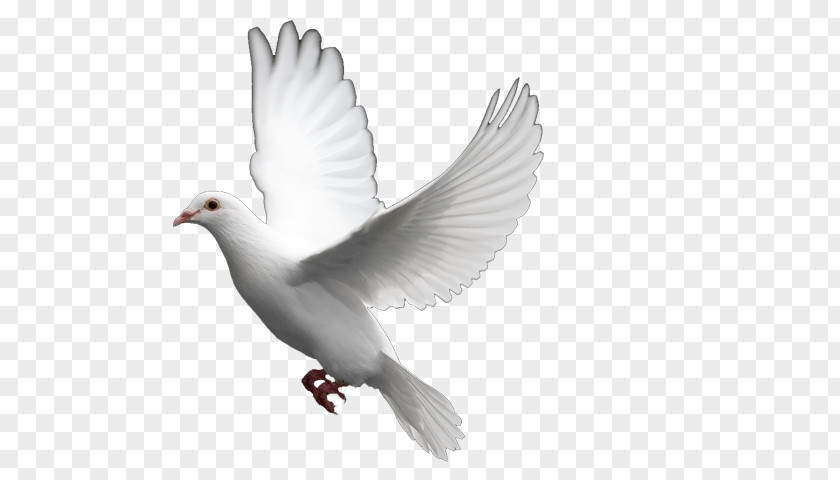 Pigeon Columbidae Bird Doves As Symbols Domestic PNG