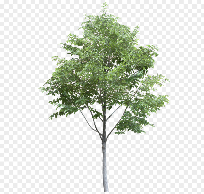 Tree Stock Photography Populus Alba Desktop Wallpaper Branch PNG