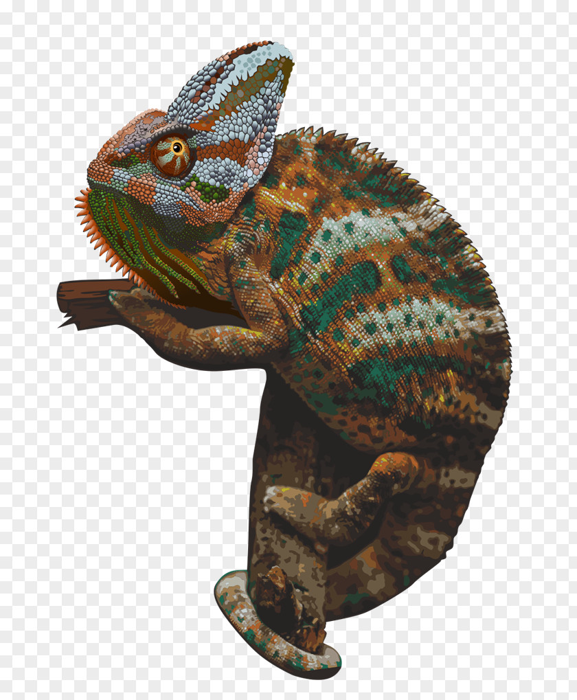 Chameleon Picture Chameleons Clip Art PNG