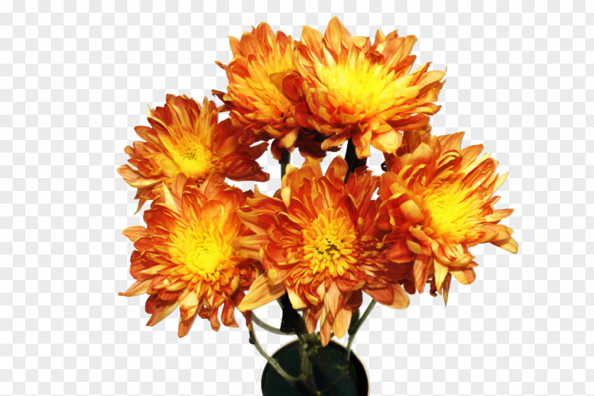 Chrysanthemum Floral Design Cut Flowers Yellow PNG