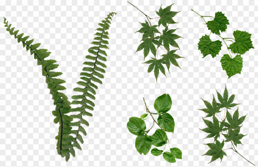 Fern Plant Leaf Tree Ferns PNG