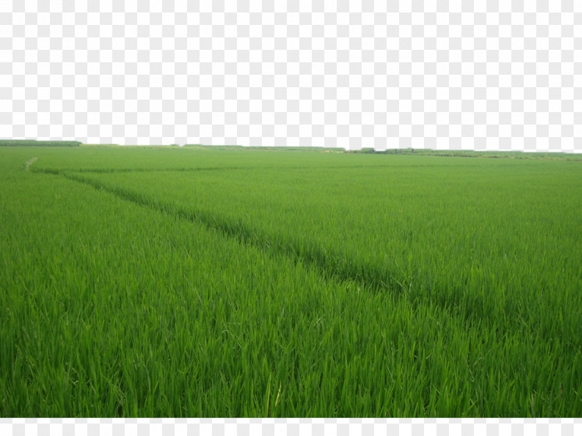 Green Rice Fields Crop Grassland Grasses Lawn Energy PNG
