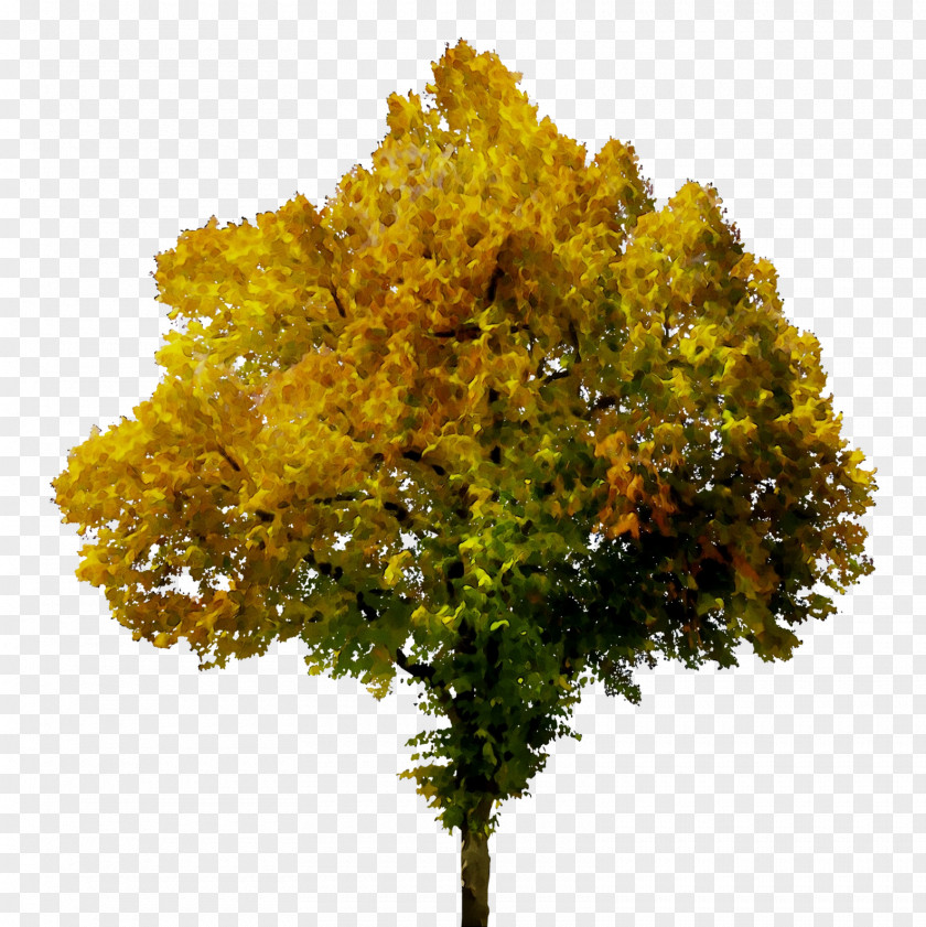 Image Tree Autumn Clip Art PNG