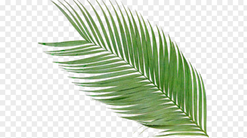 Leaf Summer Arecaceae Frond Palm Branch Clip Art PNG