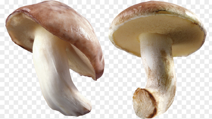 Mushroom Common Edible PNG