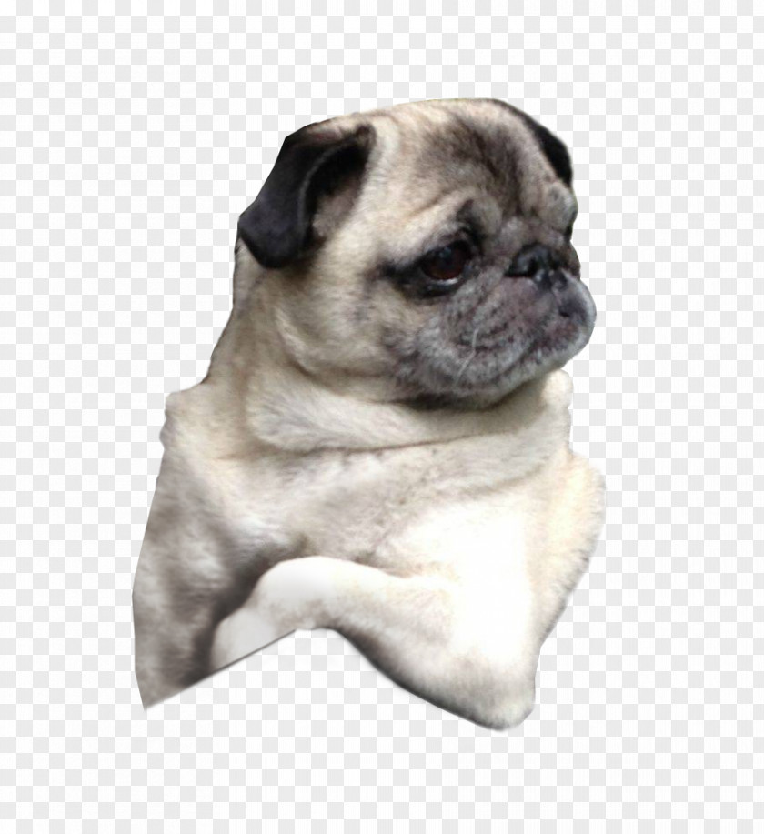 Pug Puppy Dog Breed Companion PNG