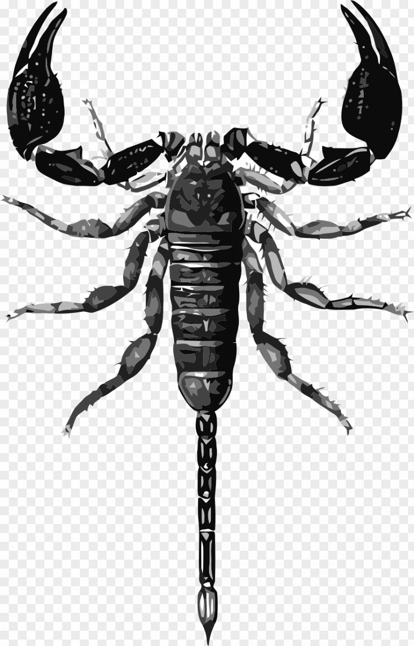 Scorpions Scorpion Drawing Biological Illustration PNG