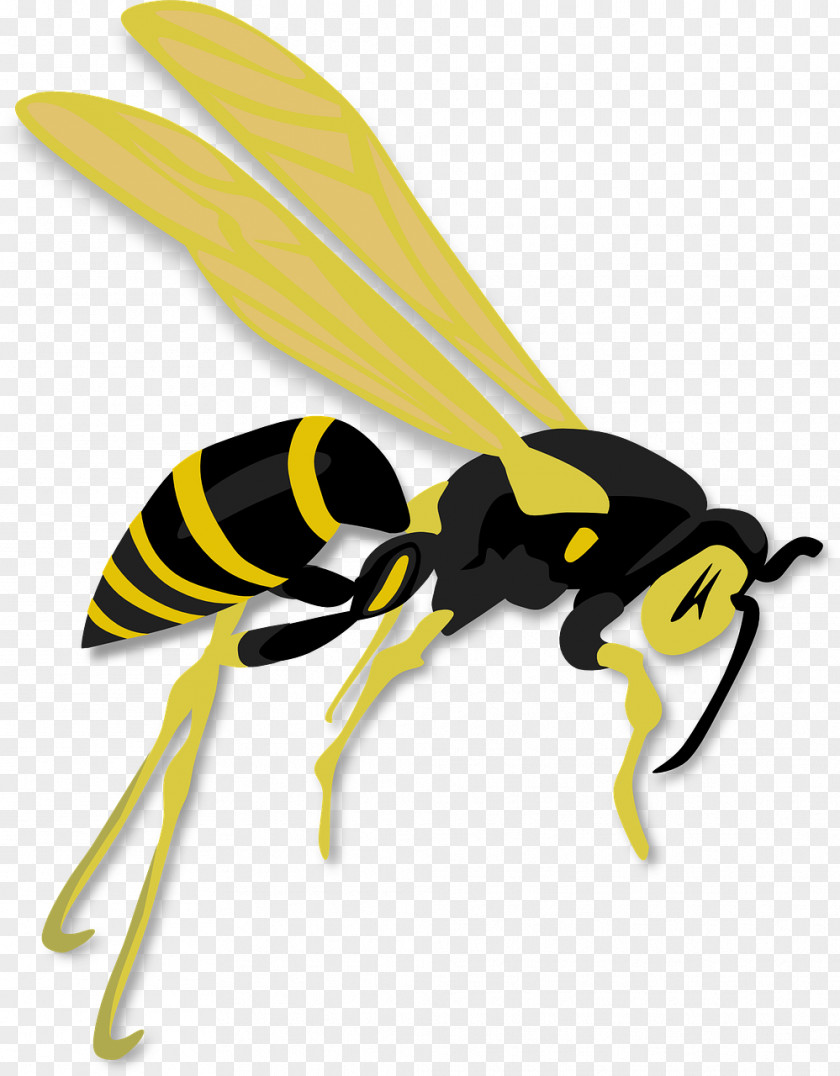 Busy Bee Hornet Wasp Clip Art PNG
