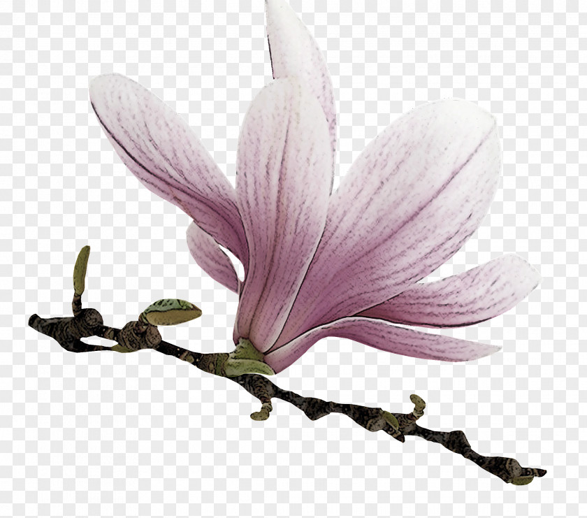 Flower Petal Plant Magnolia Family PNG
