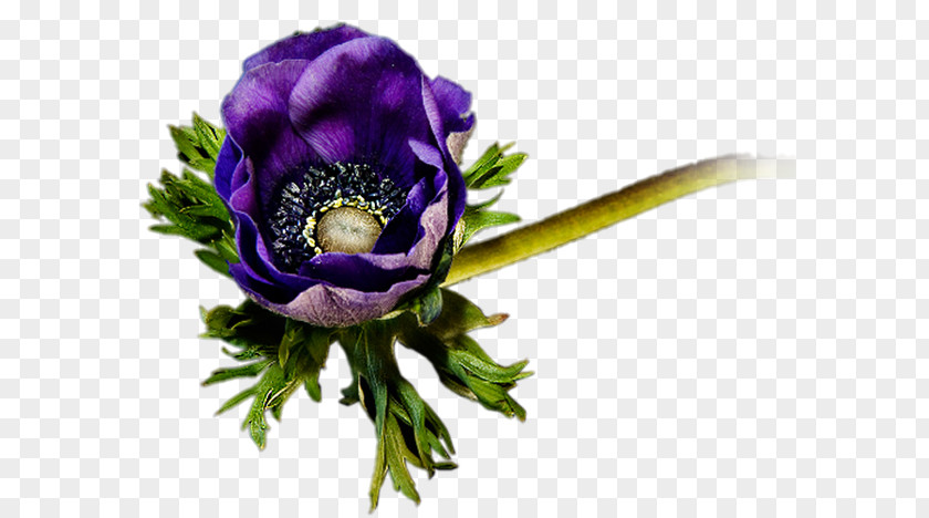 Fond Ecran Floral Design Cut Flowers Purple Floristry PNG