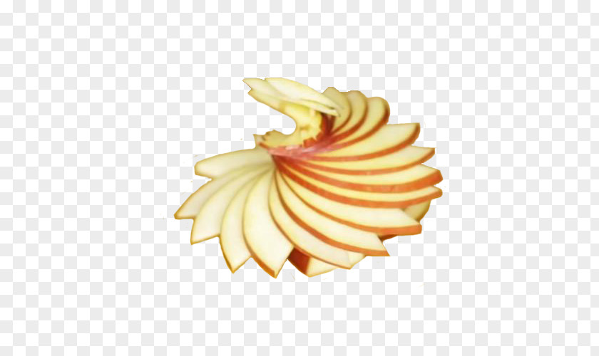 Apple Slices Spin From Flowers PNG