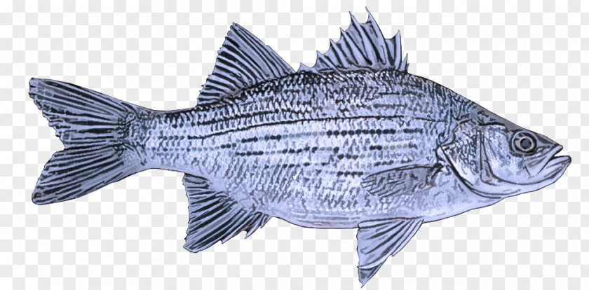 Bass Rayfinned Fish Products Tilapia PNG