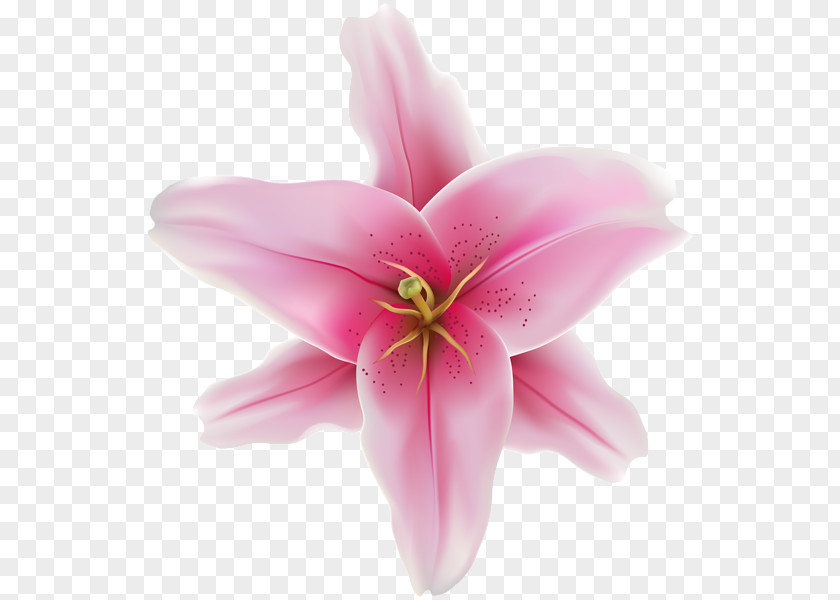 Cambodia Flower Cut Flowers Pink M Close-up Herbaceous Plant PNG