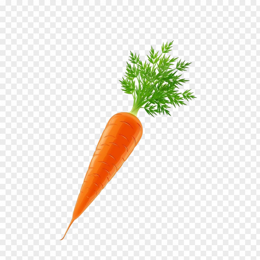 Carrot Vegetable Euclidean Vector PNG