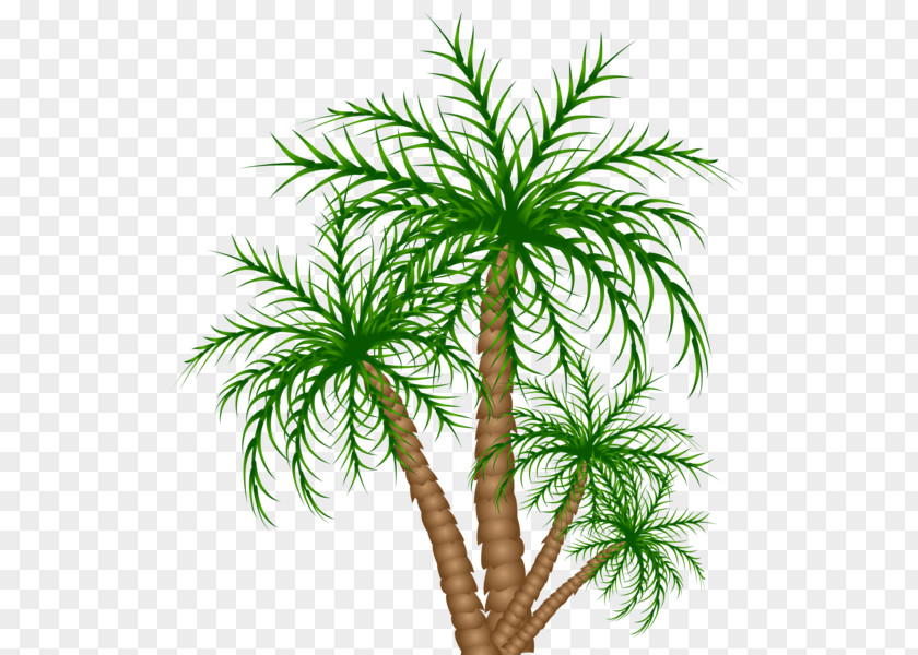 Date Palm Asian Palmyra Flowerpot Houseplant Evergreen PNG