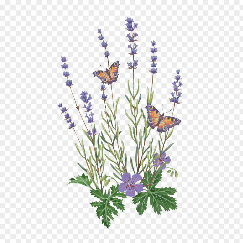 Lavender And Butterfly English French Illustration PNG