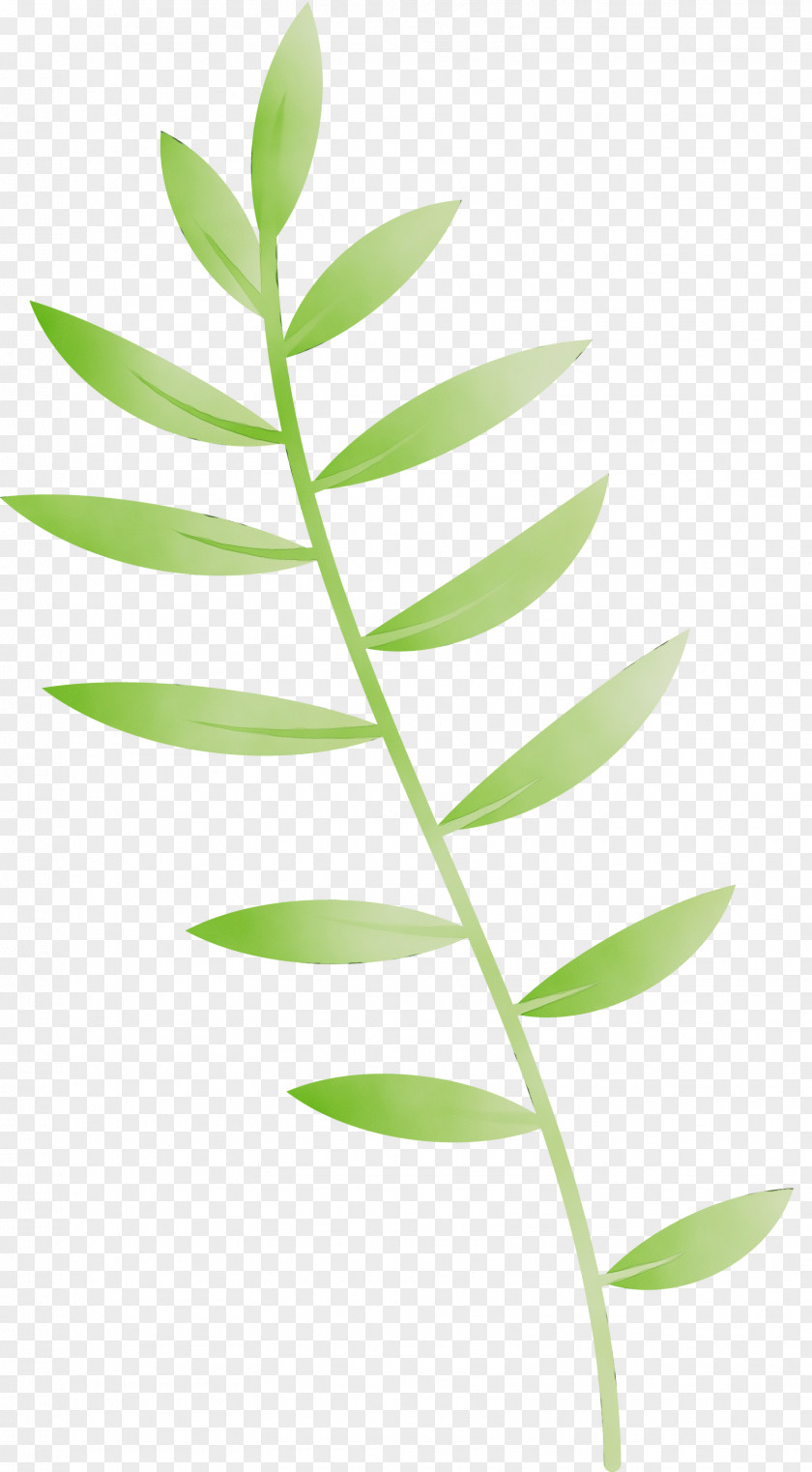 Plant Stem Leaf Plants Biology Structure PNG