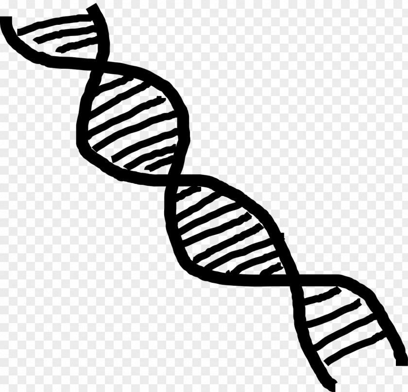 DNA Nucleic Acid Double Helix Vector Clip Art PNG
