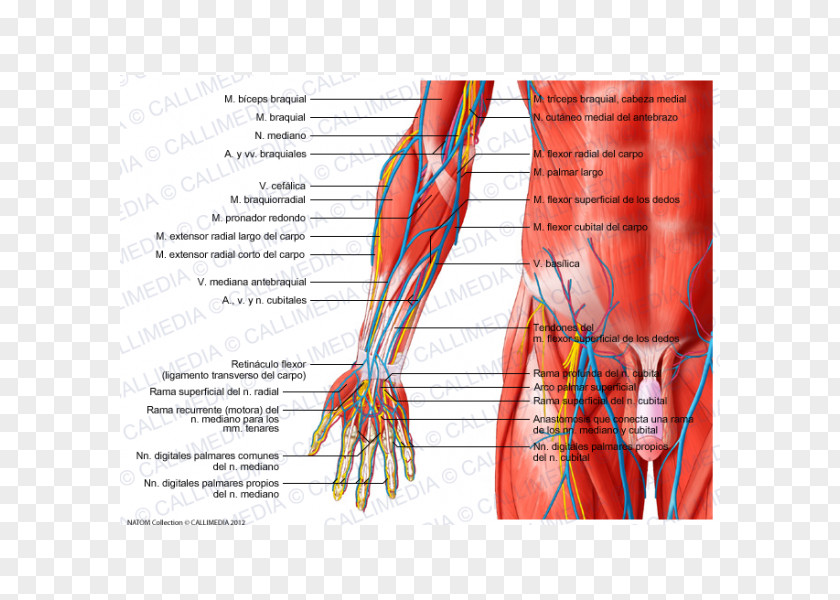 Hand Anterior Compartment Of The Forearm Extensor Digitorum Muscle PNG