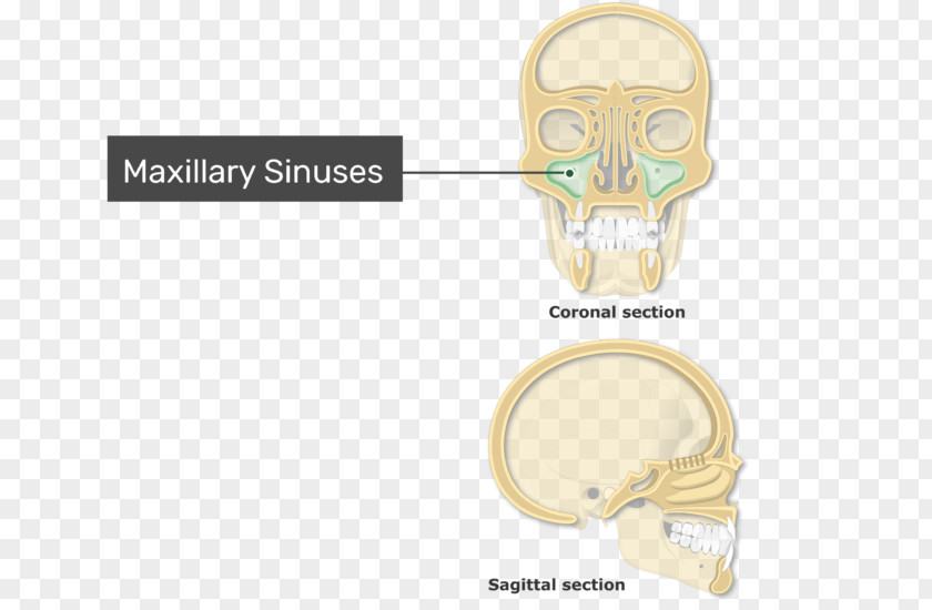 Nose Paranasal Sinuses Ethmoid Sinus Frontal Maxillary PNG