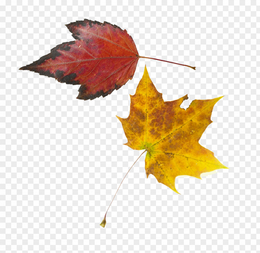 Red Maple Leaves And Yellow Leaf PNG