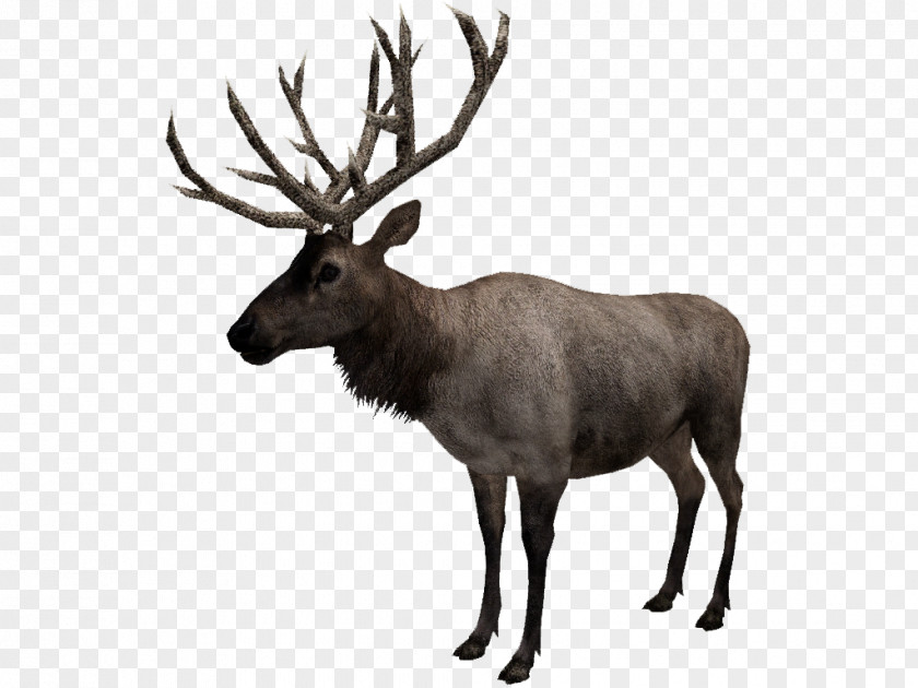 Reindeer Elk Musk Fauna PNG