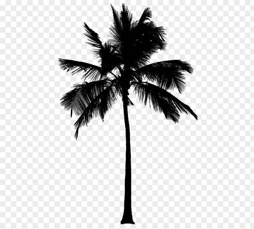 Silhouette Asian Palmyra Palm Arecaceae Coconut PNG