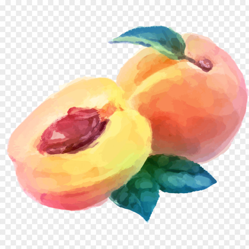 Watercolor Peach Vector Material Painting Fruit Drawing PNG