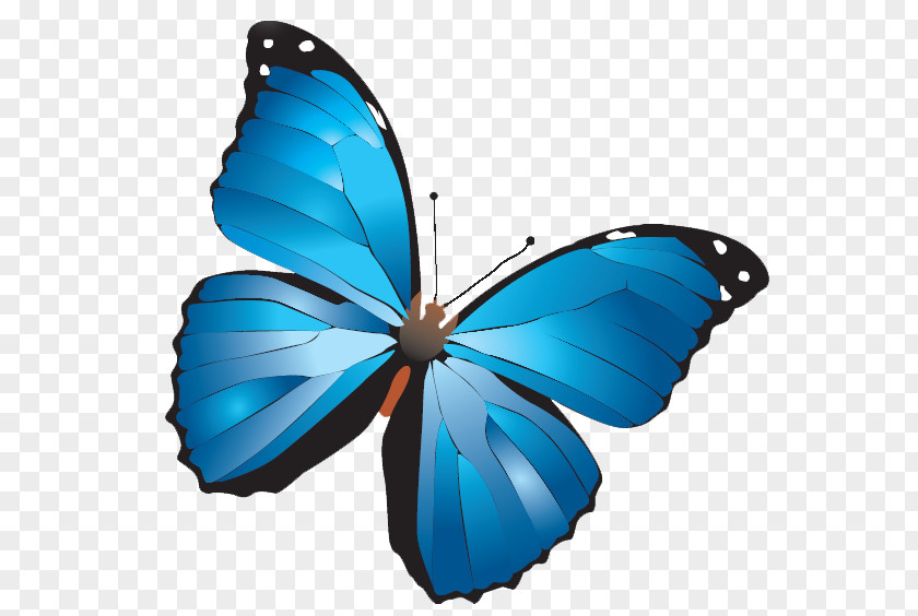 Blue Butterfly Turkey Online Chat Kelebek Mobilya Sanayi Ve Ticaret AS Conversation PNG