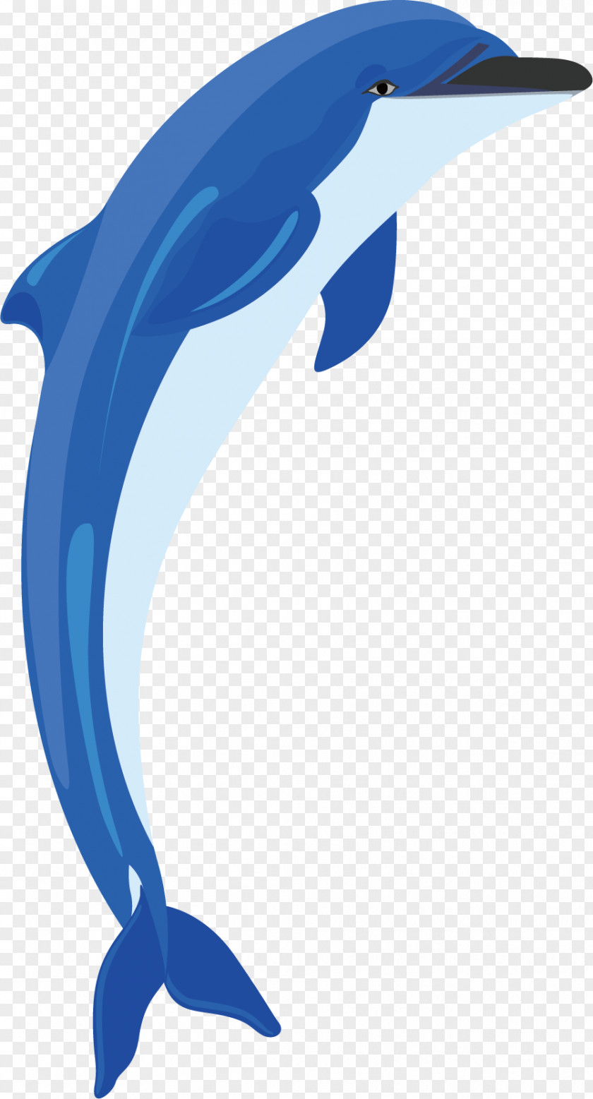 Dolphin Vector Material Common Bottlenose Tucuxi Clip Art PNG