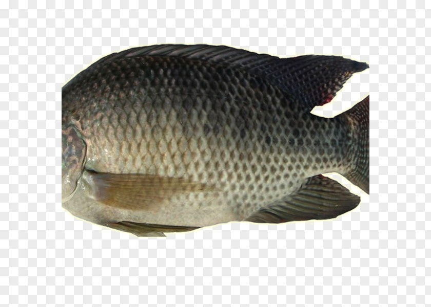 Fish Nile Tilapia Farming Food PNG