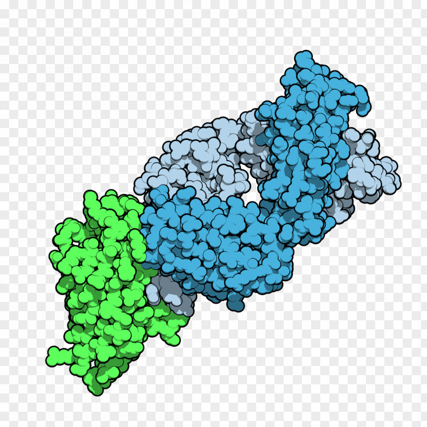 Green Allogeneic Cancer Cell Tremelimumab Monoclonal Antibody Immune Checkpoint CTLA-4 PNG