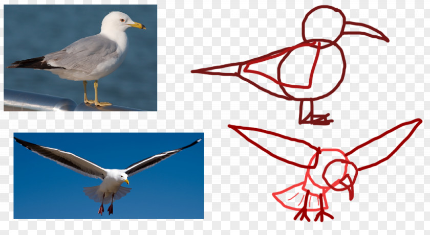 Seagull Seabird Gulls Animal Flight PNG