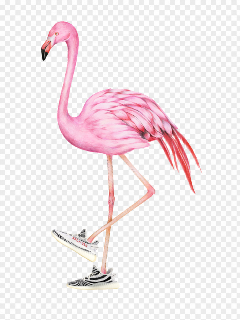 Tail Wildlife Flamingo Watercolor PNG