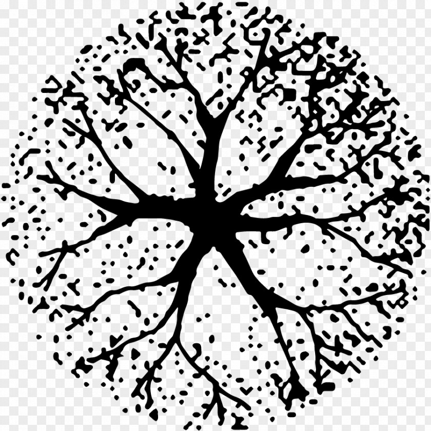Tree Plan Black And White Site PNG