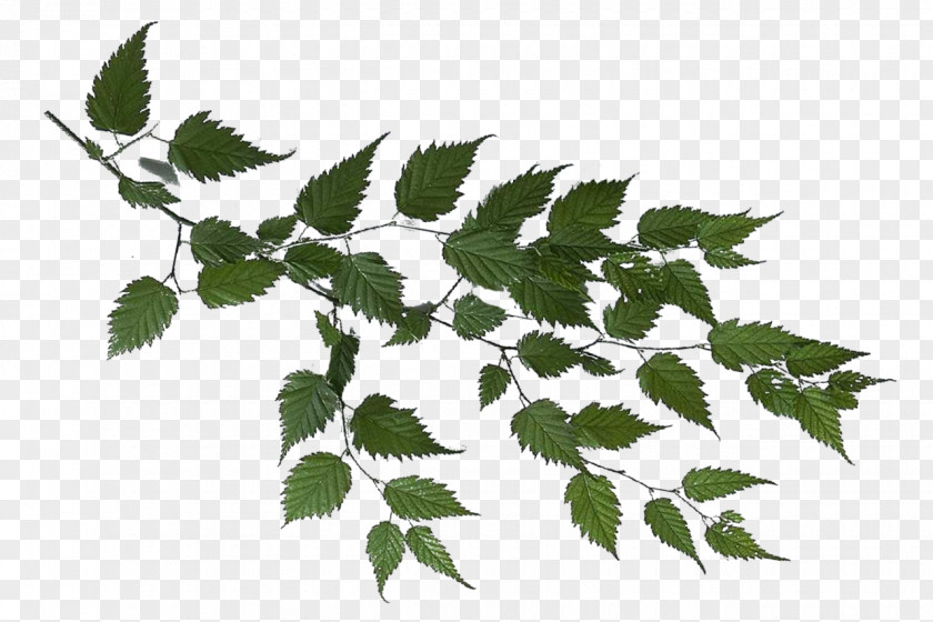 Branch Leaf Tree Clip Art PNG