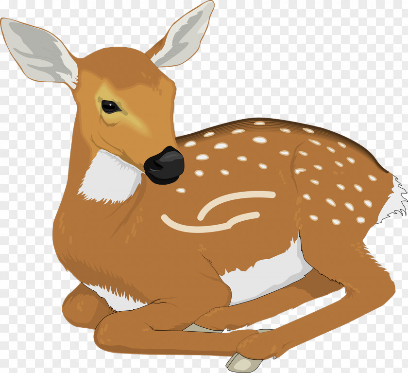 Brown Deer White-tailed Clip Art PNG
