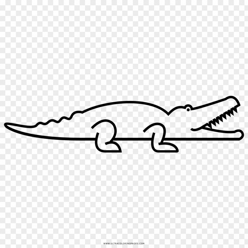 Crocodile Crocodiles Coloring Book Drawing American Alligator PNG