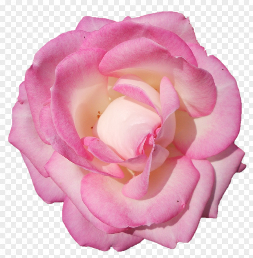 Flower Garden Roses Cabbage Rose Floribunda PNG