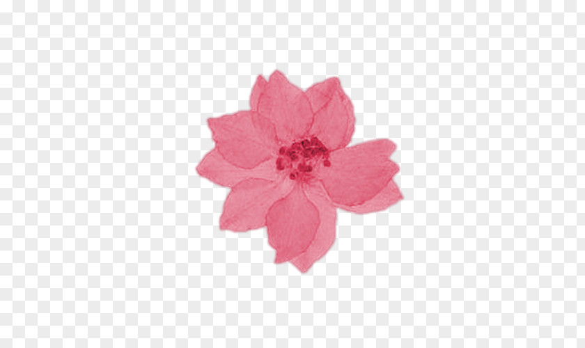 Flower Petal Cut Flowers Pink M Larkspur PNG