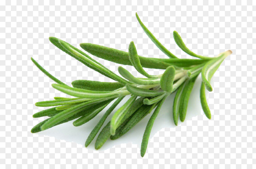 розмарин Mediterranean Cuisine Rosemary Oil Herb Mints PNG