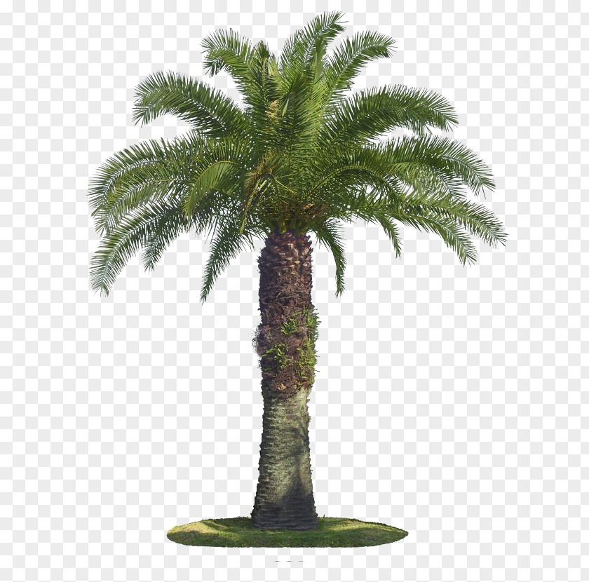Palm Tree Arecaceae Coconut PNG