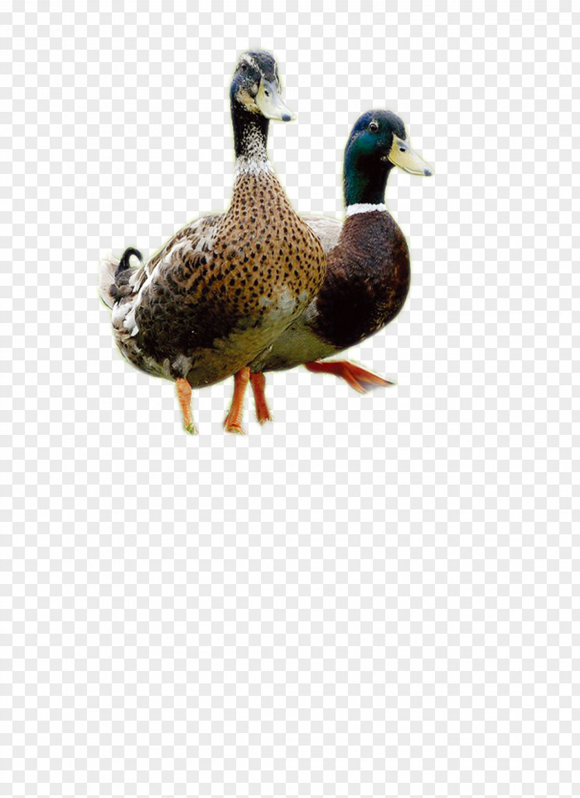 Poultry Duck Mallard PNG