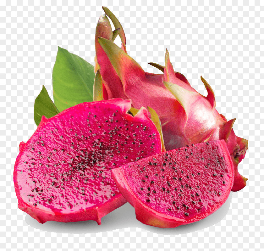 Cactus PNG